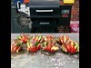 Roeget Tomatsalat Opskrift Pillegrill 1